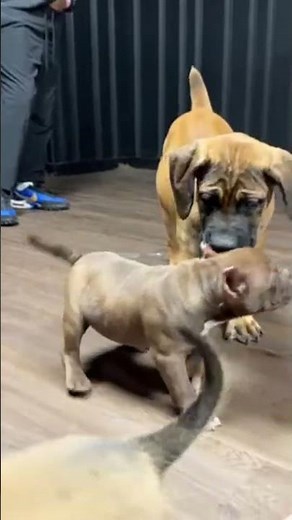 Exploring Breeds Boerboel Micro Bully Malinois puppies #dogbreeds