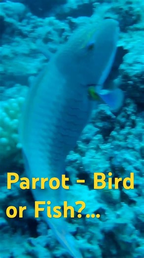 Parrot - Bird or Fish?