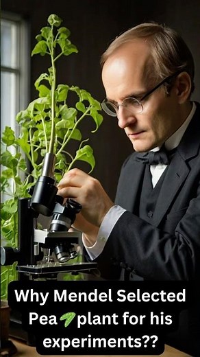 Why Mendel Selected Pea Plants for Genetic Studies Experiments: Reasons Explained!