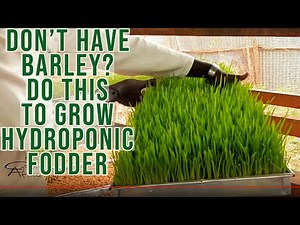 How to Use Corn/Maize or Sorghum or Millet Seeds to Grow Hydroponic Fodder