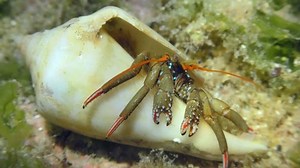 Hermit crab (Clibanarius erythropus) in the shells of Cone snail in shallow water, the crab pops out of the shell and hides again. Mediterranean.