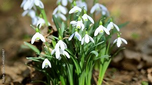Flowers of snowdrop spring garden. Сommon snowdrop (Galanthus nivalis) flowers in natural green background Stock Video