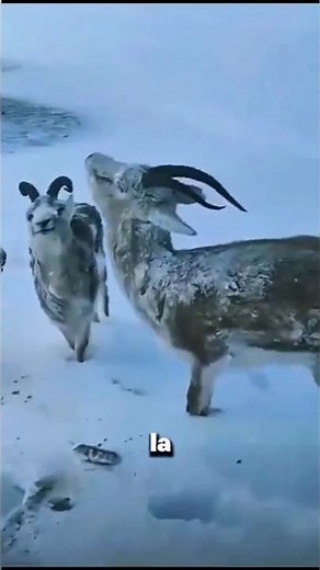 Frozen animals that will break your heart