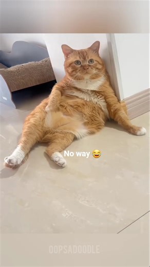 Cute Funny Animals 😄🤣 #animalsfunny #funnyanimals #trynottolaugh #shorts