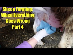 Sheep Farming: When Everything Goes Wrong - Part 4