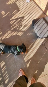 10K views · 1.4K reactions | Here is Mouse. She is 18 weeks old and...