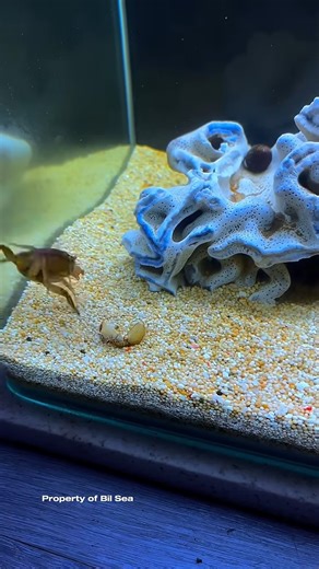 178K views · 1.5K reactions | Crabs Can't Fight Mantis Shrimp #mantisshrimp #udangmantis | Bryce Hall | Facebook