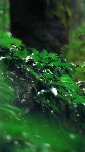 The Tranquility of Japan's Natural Landscapes