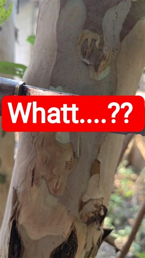 Grafting on guava (learning) 🌳#satisfying #youtube #shorts #garden #nature #fruit #diy