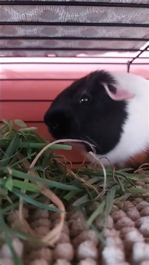 would the guinea pig make a good pet?