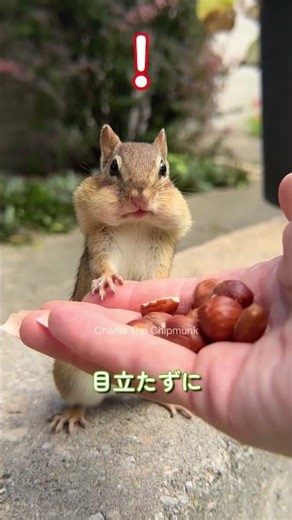 Why chipmunks suddenly stop and freeze #Squirrel trivia #Animal trivia #Relaxing video