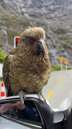 Discovering the Charming Kea: New Zealand's Alpine Parrot