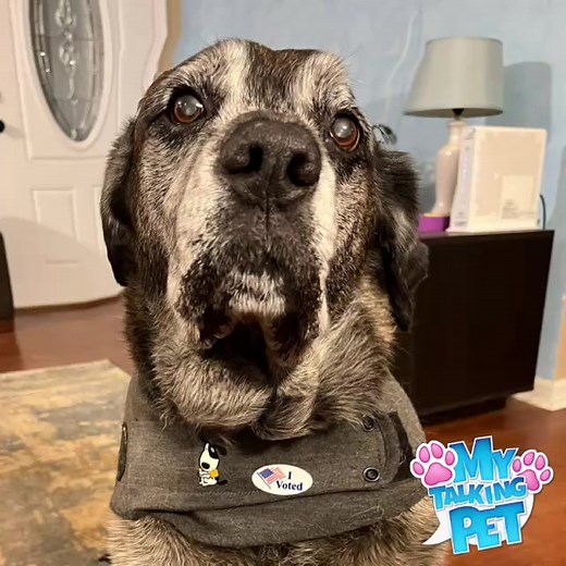 Scooter took his civic duty very seriously today and made his voice heard! Hear what he has to say about the issues that matter to him most. | Absolute Angel Dog Training