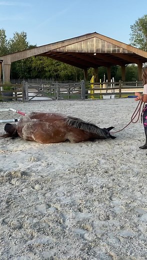LE STAGE STEP 3 ET SES PASSAGES D’EMBÛCHES Garder son cheval connecté malgré la sollicitation de l’environnement, cela s’apprend. #andybooth #stagestep3 #stage #connexion #apprendre #equitationethologique #inspiration #evolution #fautras #dynavena #hôtelhenriIV #antares #arrosageequestre #animaderm | Andy Booth