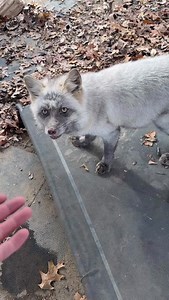 11K views · 1.3K reactions | Sweet Zella is a fur farm rescued fox...