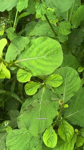 വൻ കടലാടി, കടലാടി, kadaladi plant.Achyranthes aspera .chaff-flower #herbal #plants #kerala #herbalife #flowersസസ്യങ്ങളിൽ തുടർച്ചയായി ഉപയോഗിച്ചാൽ അവയിൽ അടങ്ങിയിരിക്കുന്ന രാസ പദാർത്ഥങ്ങൾ കരൾ, കിഡ്നി എന്നിവയു ദോഷമായി വരും.. | Soulof Agasthya