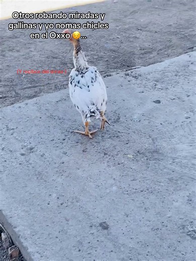 #paratiiiiiiiiiiiiiiiiiiiiiiiiiiiiiii #robandomiradas #ratas agan tutorial😔