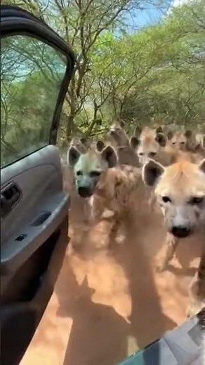 Lynx was running for his life from Hyenas😭#cat #wildlife #animals #rescue #wildliferescue