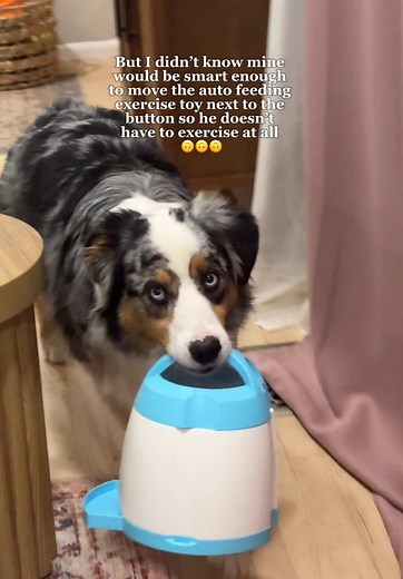Dog Enrichment Activities with Puzzle Toys