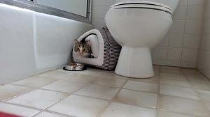 172 reactions · 4 comments | Weegee is adapting to her new space. A...