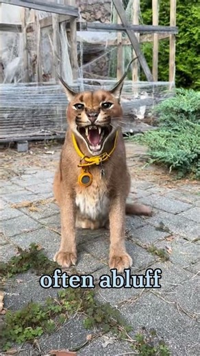 Meet the Caracal: Fierce Look, Gentle Nature