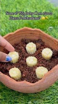 😳Grocery Store Baby Corn తో Plants ఎలా Grow అవుతాయో Choodandi!🌽