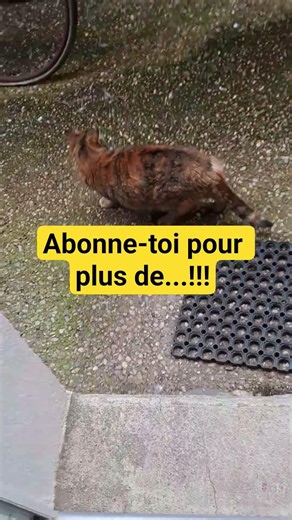 #cat #chat #cute #stranger #australia