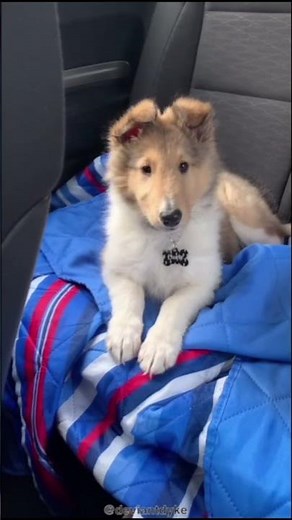 COLLIE 101: UNDER 60 SECONDS