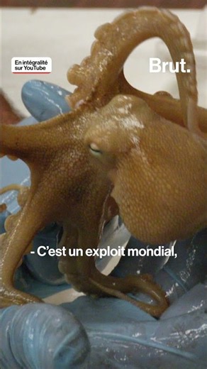 What is the status of the million-octopus farm?