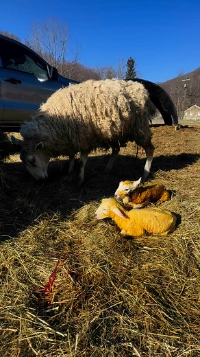 Anjea had triplets 🤍🥹🥲🐑 | Fern Gulley