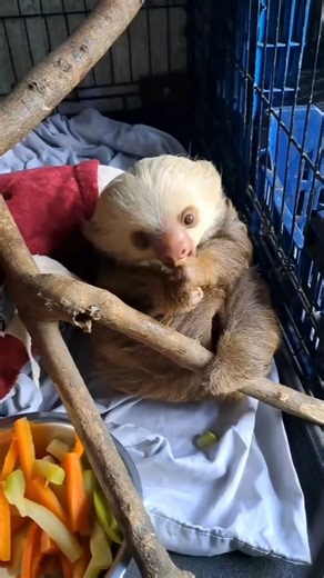 Cute Sloth Eating Video😍😍 #sloth #slothoki #slothsofinstagram #slothsquad | It’s a ducky thing