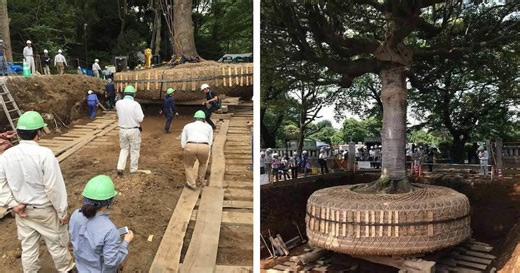 Learn About the Japanese Technique of Relocating—Rather Than Cutting Down—Trees