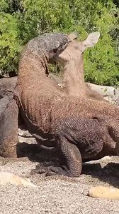 40K views · 475 reactions | Animal Planet TV on Reels | Facebook