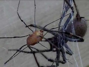 Wolf Spider vs. Daddy Long legs (Harvestmen)