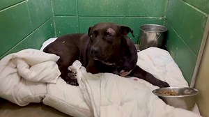 7.8K views | Friends of Tift County Animal Shelter on Reels | Facebook