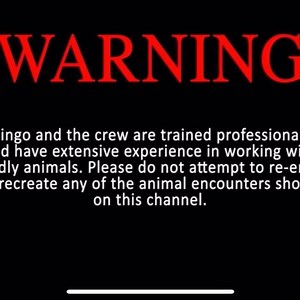 1.7K views · 38 reactions | KILLER ANIMAL ATTACKS finale video is out where I count down the closest 7 strikes and mishaps that I’ve had over the past three years. YOU DONT WANT TO MISS THIS ONE!!! Click the link to see the video https://youtu.be/swzgCiBuKBU | Dingo | Facebook