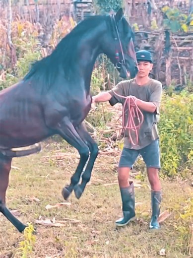 stallion miss the chance #horse #fyp #stallion