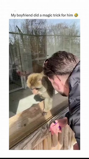 Funny Monkey Magic Trick at the Zoo