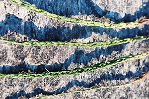 Gathering, Curing, and Braiding Sweetgrass