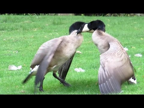 Canada Geese FIGHTING ANGRY (Adults & Goslings)
