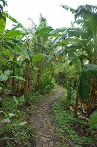 How to Build a Food Forest Step by Step