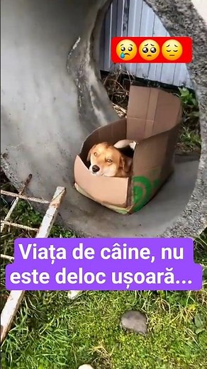 E grea viața de mamă! | Life as a mother is hard!