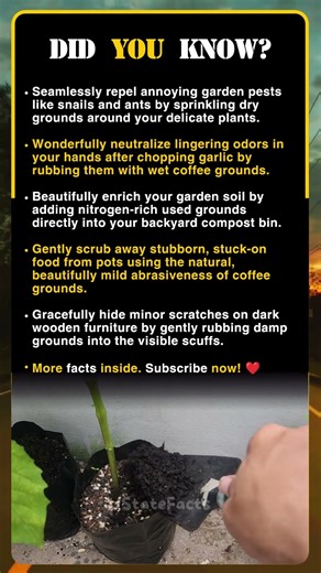 Brilliant Ways to Reuse Old Coffee Grounds