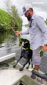 249K views · 5.1K reactions | Otto had this iguana running straight into the water. Didn’t matter. He chased it down, dove right in, and came out with it in his mouth like a champ. These were his favorite chases | Python Cowboy Hunts | Facebook