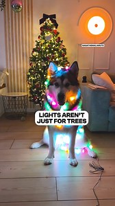 This is a Christmas tree with a bite 🎄 | Fluffy Animals