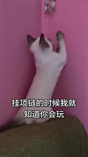 咪的世界很简单#暹罗猫 #小暹罗 #养只暹罗 #暹罗猫的日常生活