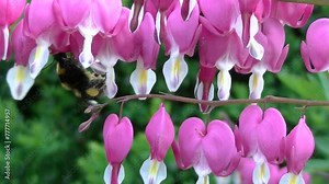 Pink spring flowers Lamprocapnos spectabilis, Bleeding heart and bumblebee - real time close up shot. Topics: beauty of nature, flowering, pollination, natural environment, season, fauna, flora