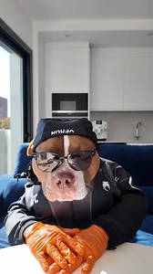 34K views · 1K reactions | Always have my emergency cheese 燎 #asmr #americanbully #dogbath #dogcareroutine #dogcare #dogasmr #cutedog | Choco dogger | Facebook