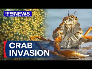 Locals blown away after thousands of spider crabs spotted | 9 News Australia