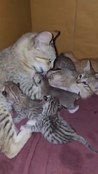 28K views · 2K reactions | A mumma's love for her baby kittens #cute #cat #catlovers #kitten #meow | Andaman Baby | Facebook